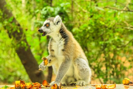 Madagaskar-RingelschwanzLemur. Lemurenkatzenarten fressen Früchte im Wald.