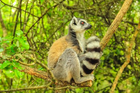 Foto de Madagascar Ringtail Lemur en el fondo del bosque, vista lateral. - Imagen libre de derechos