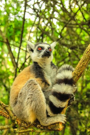 Foto de Madagascar Ringtail Lemur sentado en un árbol en el bosque. tiro vertical. - Imagen libre de derechos