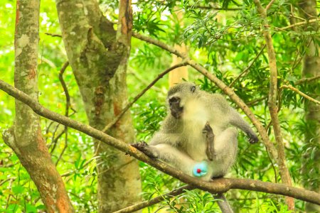 Vervet Monkey. Blue testicles monkey on a tree in the African forest, Chlorocebus Pygerythrus species living in Southeast part of Africa.