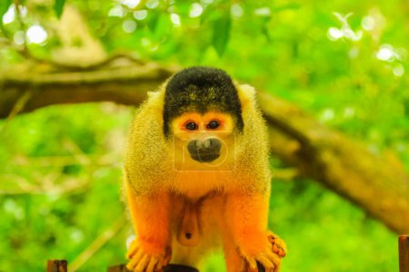 front view of a Bolivian Squirrel Monkey. Orange-brown Monkey in the forest, Saimiri Boliviensis species living in South America, Amazon rainforest basin of Brazil.