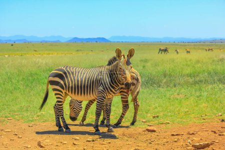 Bergzebras im Grasland des Zebra Mountain National Park, Eastern Cape, Südafrika. Zebra Mountain NP liegt in der Nähe der Bankberge und der Großen Karoo.