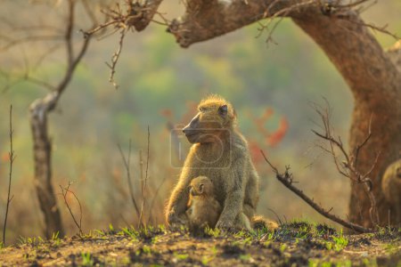 Niedliche Pavianmutter mit Baby, Art Papio ursinus, sitzt auf dem Baum im Naturwald. Cape Baby Pavian umarmt Mama. Safari auf Pirsch im Hluhluwe-iMfolozi Reservat, Südafrika. Kopierraum.
