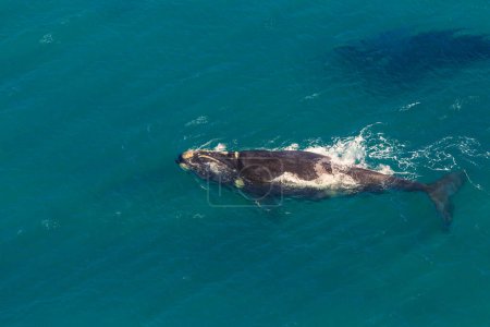 Photo for Side view of Whale in St Lucia, South Africa, one of the top Safari Tour destinations. Whale watching during migration between June and November in winter season. Aerial view from scenic flight. - Royalty Free Image
