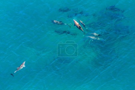 Photo for Aerial view of group of whales in St Lucia, South Africa, one of the top Safari Tour destinations. Whale watching during migration. Copy space. Nature sea background. - Royalty Free Image