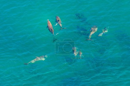 Photo for Blue sea background. Aerial view of group of whales in St Lucia, South Africa, one of the top Safari Tour destinations. Whale watching during migration. Copy space. - Royalty Free Image