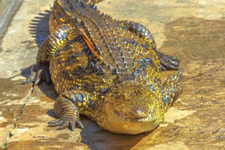 Afrikanische Krokodilart Crocodylus Niloticus, im iSimangaliso Wetland Park in St. Lucia Estuary, Südafrika.