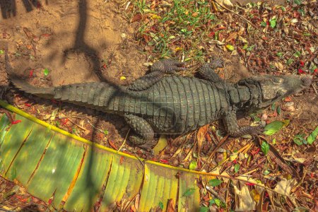 Foto de Vista aérea de las especies de cocodrilos africanos Crocodylus Niloticus, durmiendo en el Parque de Humedales iSimangaliso en el estuario de Santa Lucía, Sudáfrica. - Imagen libre de derechos