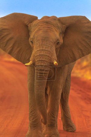 Front view of adult african Elephant, part of the Big Five, standing on red sand. Game drive safari in Madikwe Game Reserve, South Africa, near Botswana and Kalahari Desert. Vertical shot.