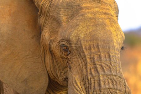 Portrait of adult african Elephant, Loxodonta, one of Big Five. Game drive safari in Madikwe Game Reserve, South Africa, near Botswana border and Kalahari Desert. Details of face.