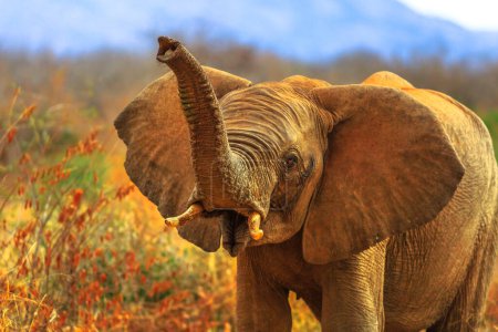 Téléchargez les photos : Proboscis d'éléphant d'Afrique au premier plan, Loxodonta, l'un des cinq grands. Safari dans la réserve de chasse de Madikwe, Afrique du Sud. Fond flou. - en image libre de droit