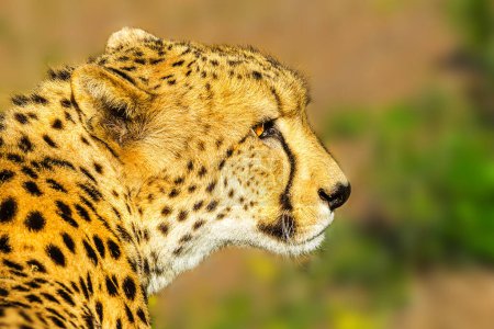 Foto de Retrato de especies de guepardos Acinonyx jubatus, familia de felinos, en Sudáfrica. Vista lateral del guepardo africano sobre fondo borroso en hábitat natural. Vista lateral. - Imagen libre de derechos