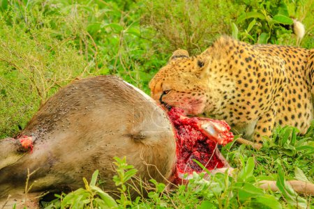Hunting scene. Cheetah feeding with its prey meat on the grass in Ndutu Area of Ngorongoro Conservation Area, Tanzania, Africa.