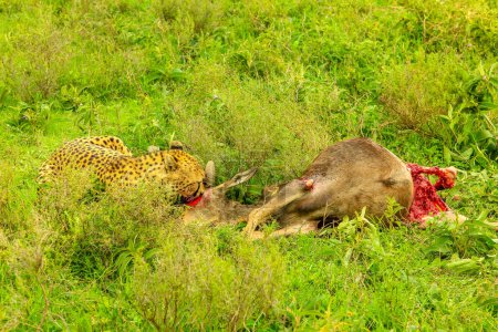 One adult male of cheetah eats a young Gnu or Wildebeest in green grass vegetation of Ndutu Area of Ngorongoro Conservation Area, Tanzania, Africa.
