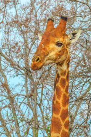 Foto de Retrato de jirafa africana de pie en el Parque Nacional Kruger, Sudáfrica. Disparo vertical. Temporada seca. - Imagen libre de derechos