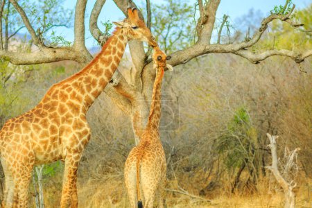 Mom giraffe with calf in Madikwe Game Reserve, South Africa. Two giraffes stretching high for eating from a dry tree.