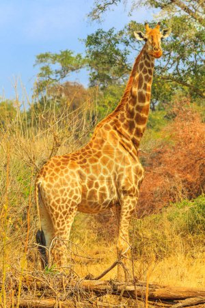 Foto de Jirafa adulta de pie en la sabana de estación seca del Parque Nacional Kruger, Sudáfrica. Disparo vertical. - Imagen libre de derechos