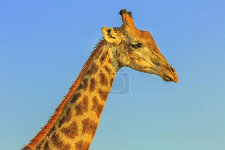 Photo for Portrait of african giraffe in the blue sky background. Hluhluwe-Imfolozi Park, South Africa, known as the hunting reserve of Umfolozi, the oldest nature reserve established in Africa. Side view. - Royalty Free Image
