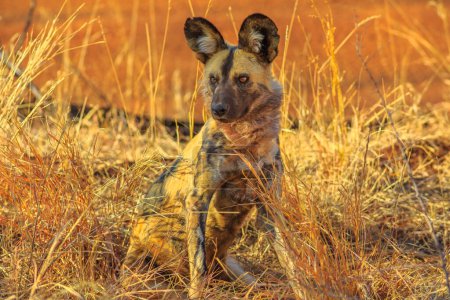 Geflecktes Hyänenjunges, Art Crocuta crocuta, steht wachsam im Madikwe Game Reserve, Südafrika. Iena ridens oder Hyena maculata in der Natur Grünland Lebensraum. Trockenzeit.