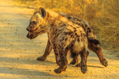 Two spotted hyena cubs species Crocuta crocuta, playing along dirt road in Kruger National Park, South Africa. Iena ridens or hyena maculata outdoor.
