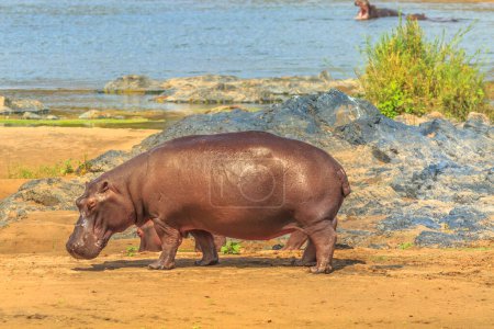 Photo for Side view of Cape hippopotamus or South African hippopotamus standing at Olifants River inside Kruger National Park, South Africa. - Royalty Free Image