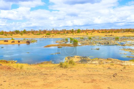 Foto de Paisaje nublado del río Olifants en el Parque Nacional Kruger, Sudáfrica. Grupo de hipopótamos del Cabo o hipopótamos sudafricanos que comen cerca del río. - Imagen libre de derechos