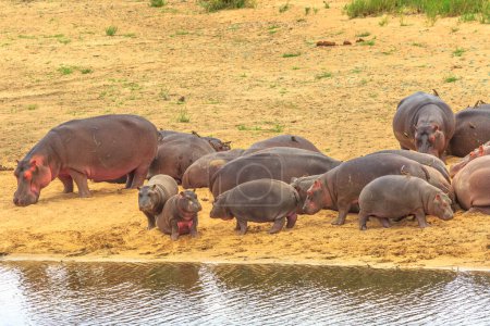 Photo for Group of adults and small Cape hippopotamus or South African adult and small hippopotamus at Olifants River in Kruger National Park, South Africa. - Royalty Free Image