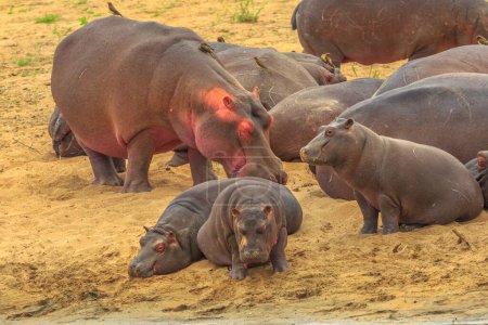 Foto de Hipopótamo del Cabo o familia de hipopótamos sudafricanos en el Parque Nacional Kruger, Sudáfrica. El hipopótamo es un mamífero semiacuático y el mamífero más peligroso de África.. - Imagen libre de derechos