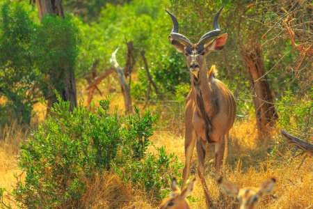 Vorderansicht von Greater Kudu, einer Antilopenart, die im Buschland des Kruger-Nationalparks in Südafrika steht. Safari auf Pirsch. Tragelaphus Strepsiceros-Art.