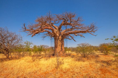 Foto de Árboles de Baobab africano o árboles de pan de mono, tabaldi o árboles de botella, en la Reserva Natural de Musina, una de las mayores colecciones de baobabs en Sudáfrica. Limpopo Juego y Reservas Naturales. - Imagen libre de derechos