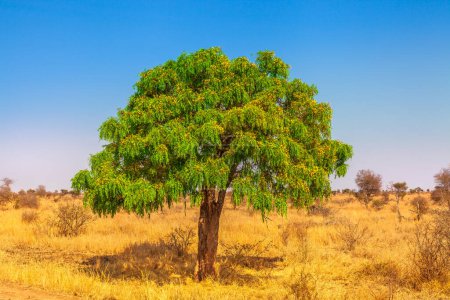 Foto de Árbol de acacia africana en el Parque Nacional del Serengeti en Tanzania en estación seca. Africa safari sabana paisaje. escena africana con y espacio de copia. Cielo azul. - Imagen libre de derechos