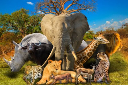 Foto de Big Five y collage de animales salvajes africanos en el árbol Baobab en la Reserva Natural de Musina, una de las mayores colecciones de baobabs en Sudáfrica. Unidad de juego Safari. Fondo de pantalla - Imagen libre de derechos
