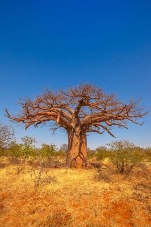 Foto de Árbol Baobab desierto de arena roja en la Reserva Natural de Musina, Sudáfrica en estación seca. Reserva forestal Baobab en Limpopo. Disparo vertical. Copiar espacio con cielo azul. - Imagen libre de derechos