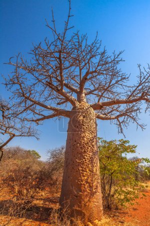 Tree of Baobab on red sand desert in Musina Nature Reserve of South Africa. Baobab forest reserve in Limpopo. Vertical shot. Blue sky. Dry season.