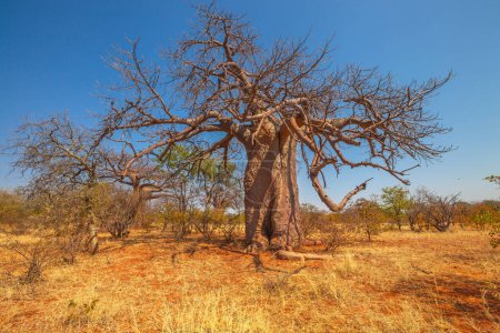Baobab tree in Musina Nature Reserve, one of the largest collections of baobabs in South Africa. Game drive in Limpopo Game and Nature Reserves. Sunny day with blue sky.