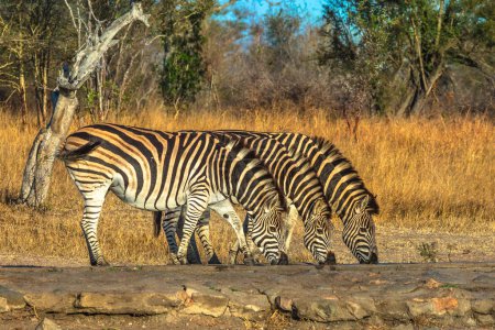 Foto de Tres cebras adultas se alinearon bebiendo en el abrevadero en hábitat natural. Safari de caza en el Parque Nacional Kruger, Sudáfrica. Vista lateral. - Imagen libre de derechos