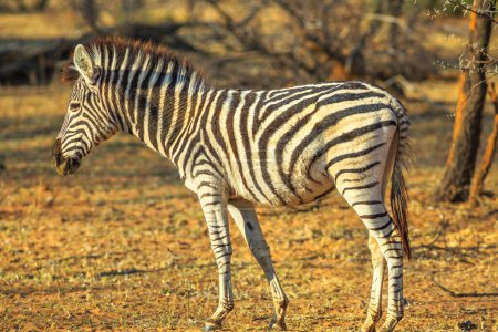 Seitenansicht eines afrikanischen Zebras, das im Buschland steht. Safari auf Pirsch im Marakele Nationalpark, Teil der Waterberg Biosphäre in der südafrikanischen Provinz Limpopo in der Nähe von Johannesburg und Pretoria.