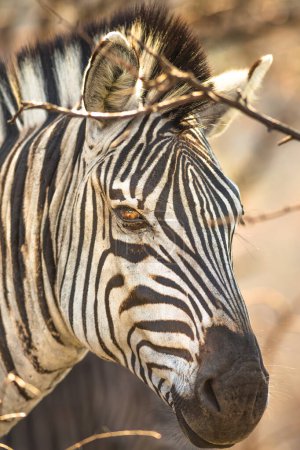 Photo for Details of face of zebra, Burchells Zebra the most common in Africa, standing in iSimangaliso Wetland Park, South Africa. Vertical shot. Front view. - Royalty Free Image
