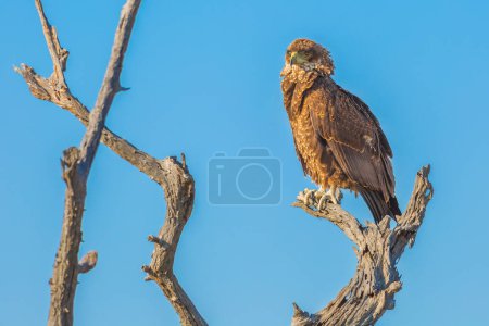 bird of prey Steppe Buzzard on a tree isolated on blue sky background in Kruger National Park, South Africa. Buteo Vulpinus species.