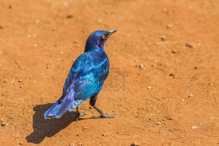 Blue Cape starling on the ground in Kruger National Park, South Africa. Red-shouldered glossy-starling or Cape glossy starling. Lamprotornis nitens species.