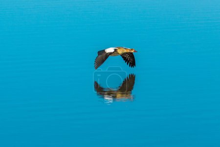 Egyptian goose reflecting on a lake in Kruger National Park, South Africa. Alopochen Aegyptiaca, duck, goose, and swan family Anatidae. Living in the Sub-Saharan Africa. Isolated blue water background