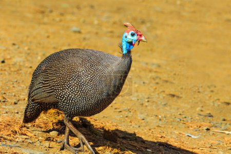 Guineafowl on the ground in Kruger National Park, South Africa. Pet speckled hen or original fowl. Helmeted Guineafowl species of Numididae family.
