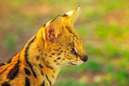 Portrait de chat sauvage Serval dans un habitat naturel avec un fond flou. Le nom scientifique est Leptailurus serval. Le Serval est un chat sauvage tacheté originaire d'Afrique.