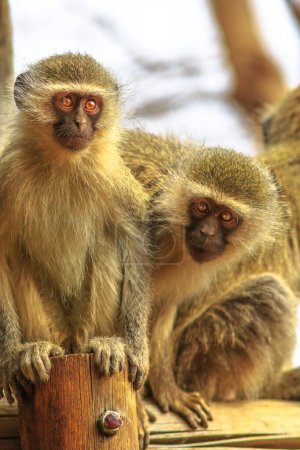Dos monos de Vervet, Chlorocebus pygerythrus, un mono de la familia Cercopithecidae, de pie en el Parque Nacional Kruger, Sudáfrica.
