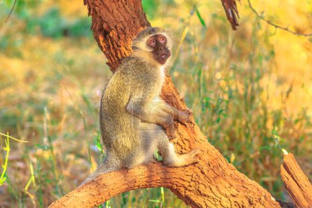 Vue latérale de Vervet Monkey, Chlorocebus pygerythrus, un singe de la famille des Cercopithecidae, debout sur un arbre dans le parc national Kruger, Afrique du Sud.