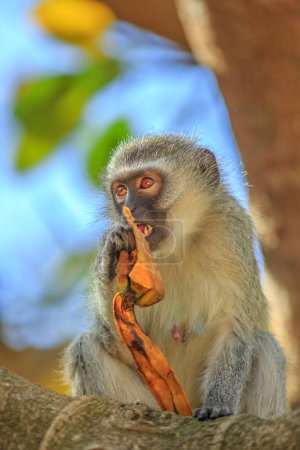 Retrato vertical de Vervet Monkey comiendo fruta. Chlorocebus pygerythrus, mono de la familia Cercopithecidae con testículos azules. iSimangaliso Wetland Park of South Africa. Vista frontal