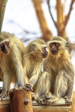Drei Vervet-Affen, Chlorocebus pygerythrus, ein Affe der Familie Cercopithecidae, stehen auf einem Ast im Kruger National Park, Südafrika.
