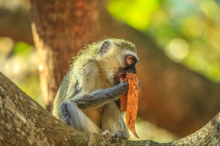 Mujer Vervet Monkey relajándose comiendo plátano. Chlorocebus pygerythrus, mono de la familia Cercopithecidae con testículos azules en machos. Parque de Humedales iSimangaliso de Sudáfrica.