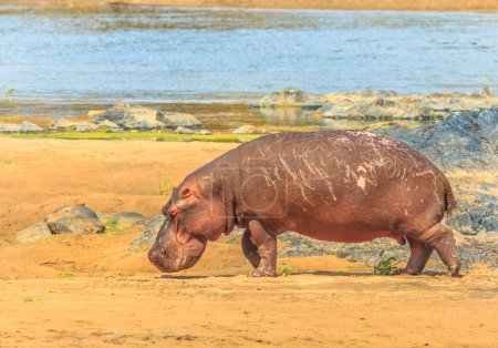 Photo for Side view of Cape hippopotamus, species Hippopotamus amphibius, standing at Olifants River inside Kruger National Park, South Africa. Copy space. - Royalty Free Image