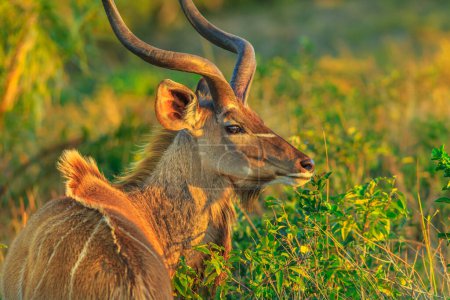 Foto de Primer plano del macho Greater kudu, también conocido como un antílope con cuernos en espiral, una especie de antílope que se encuentra a la luz del atardecer. Safari en coche de caza en iSimangaliso Wetland Park, Sudáfrica. Vista lateral. - Imagen libre de derechos